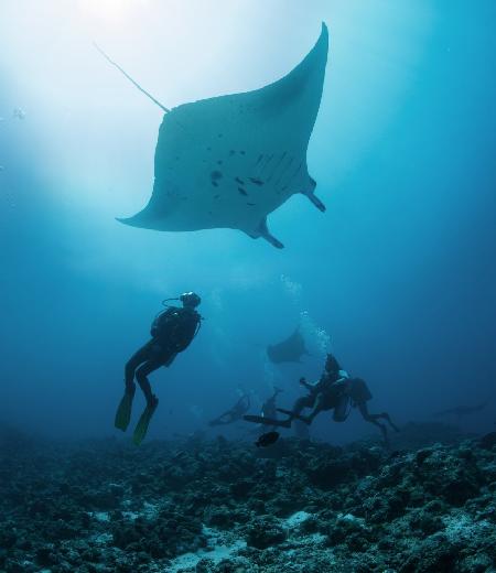 Manta ray