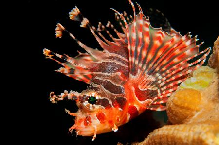 Lionfish