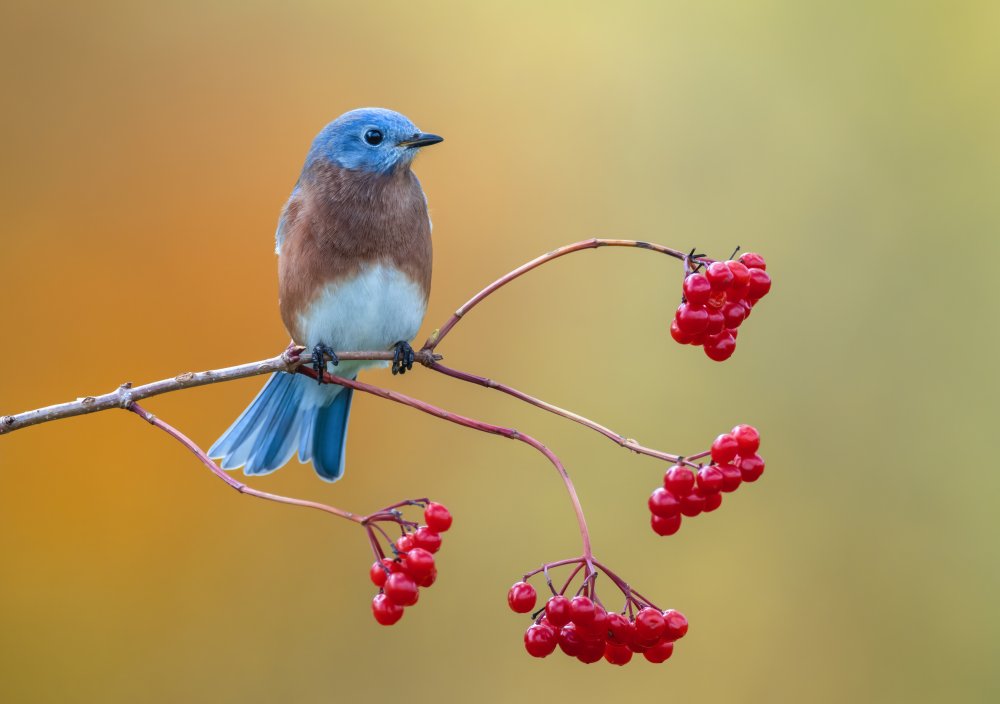 Eastern Bluebird from Donald Luo