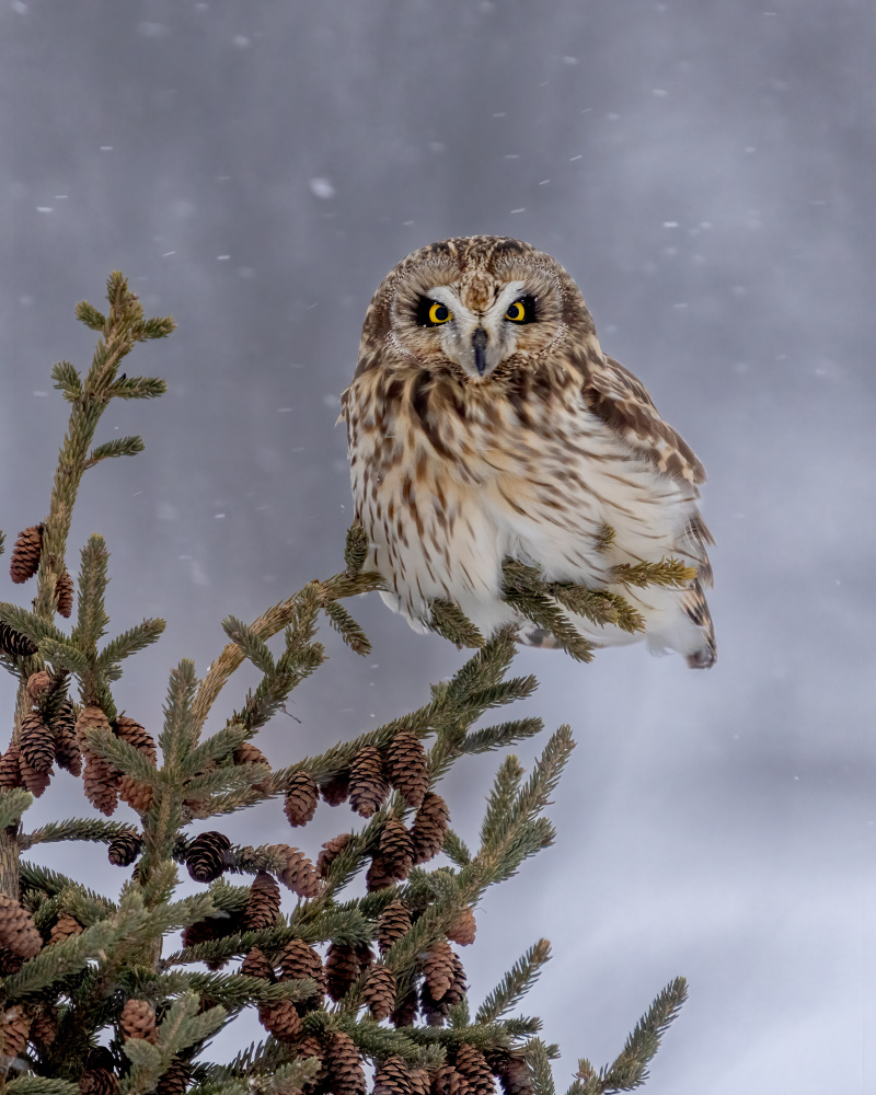 Shortie in the snowfall from Donald Luo