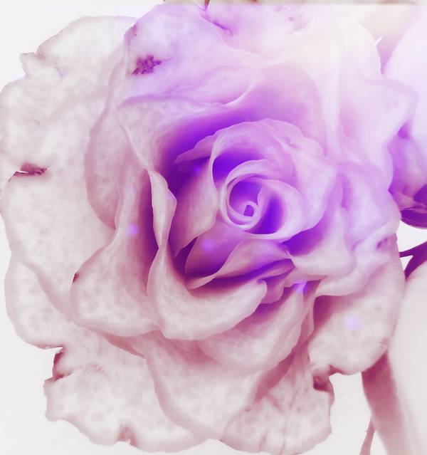 Die Rose! Königin der Blumen in voller Blüte from Doris Beckmann