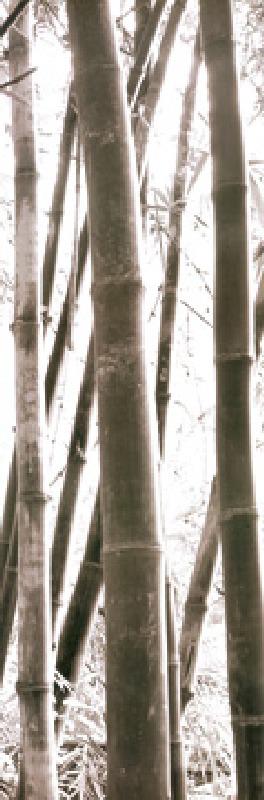 Bamboo Grove IV