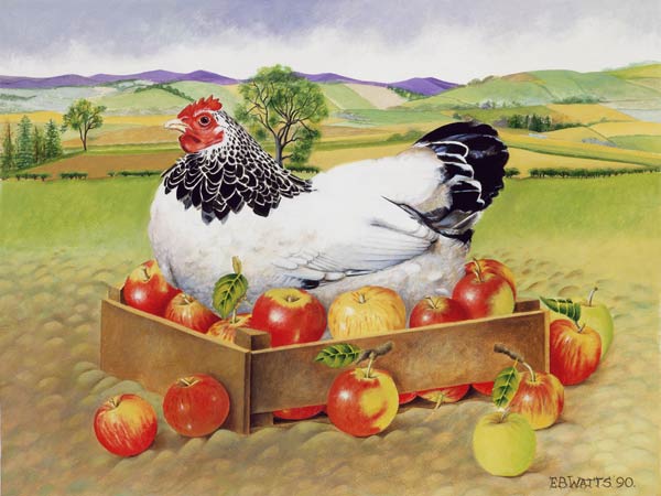 Hen in a Box of Apples, 1990 (acrylic)  from E.B.  Watts
