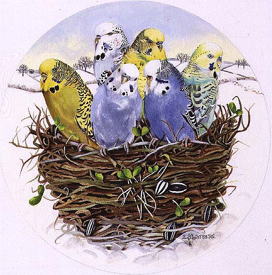 Budgerigars in a Nest, 1995 (acrylic)  from E.B.  Watts