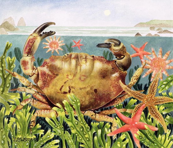 Furrowed Crab with Starfish Underwater, 1997 (acrylic on paper)  from E.B.  Watts