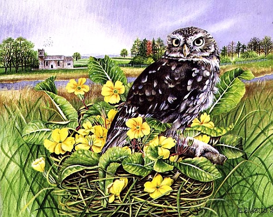 Owl in Grass Nest with Primulas from E.B.  Watts