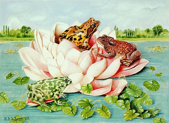 Water Lily, 1998 (acrylic on paper)  from E.B.  Watts