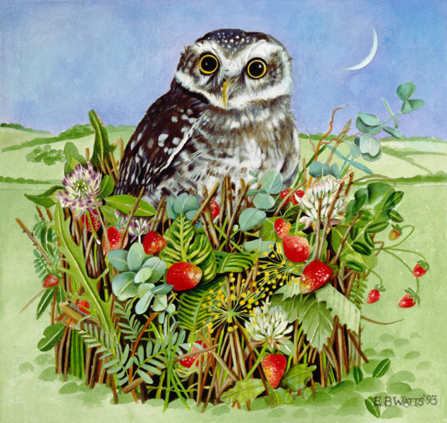 Owl in a Woodland Basket, 1993 (acrylic)  from E.B.  Watts