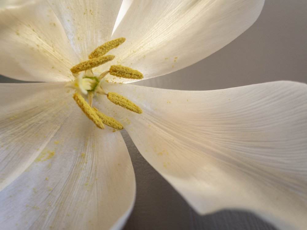 White tulip from Edita Brus