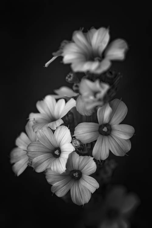 Blüten der gestreiften Binsenlilie from Edith Nero