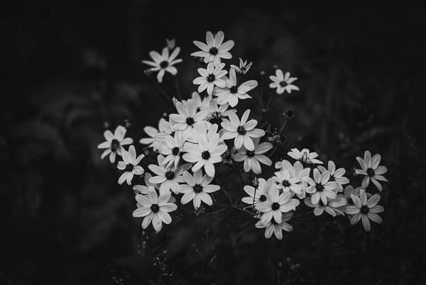 Blüten in schwarz-weiss from Edith Nero