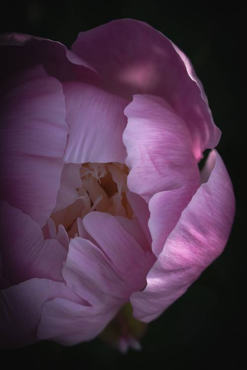 Blütenkopf einer Rose from Edith Nero
