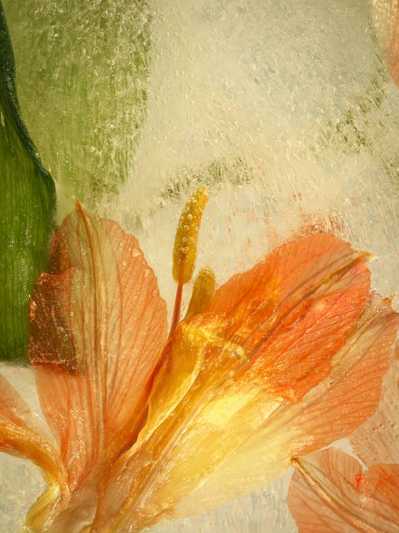 Gefrorene Blütenwelt  from Edith Nero