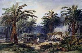 The Fabrication of Palm Oil at Whydah, West Coast of Africa