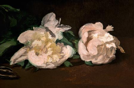 Branch of White Peonies and Secateurs