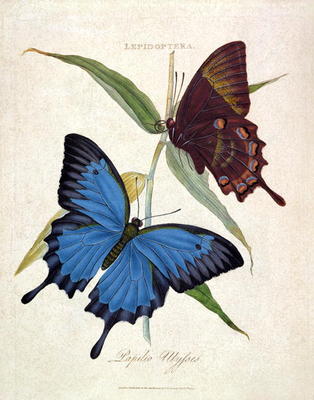 Butterfly: Papilo Ulysses, pub. by the artist, 1800 (engraving) from Edward Donovan