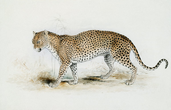 The Leopard from Edward Lear