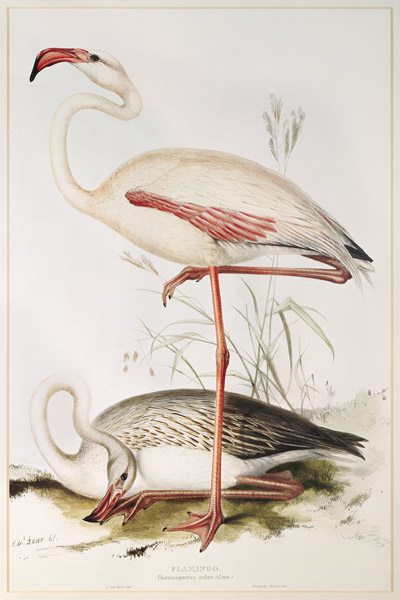 Flamingo from Edward Lear