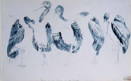 Studies of Storks from Edward Lear