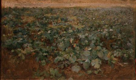 The Turnip Field from Edward Stott