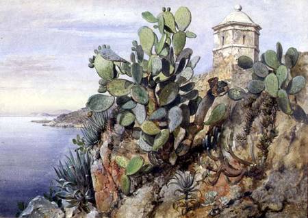 Cactus Opuntia, Monaco from Edward William Cooke