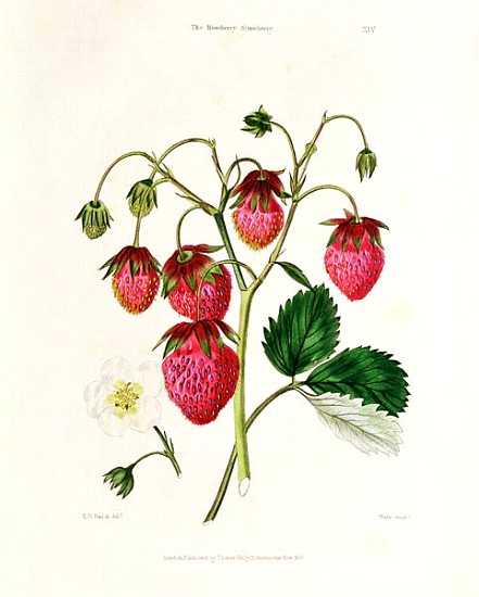 The Roseberry Strawberry; engraved by Watte, pub.T by homas Kelly, London 1830 from Edwin Dalton Smith