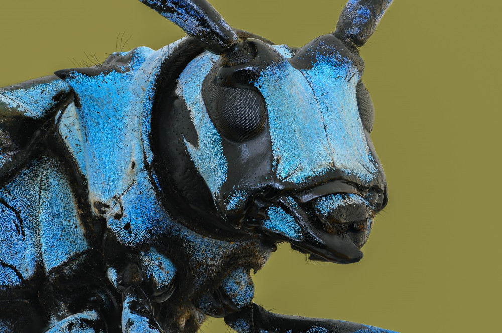 LongHorn Beetle from Edy Pamungkas