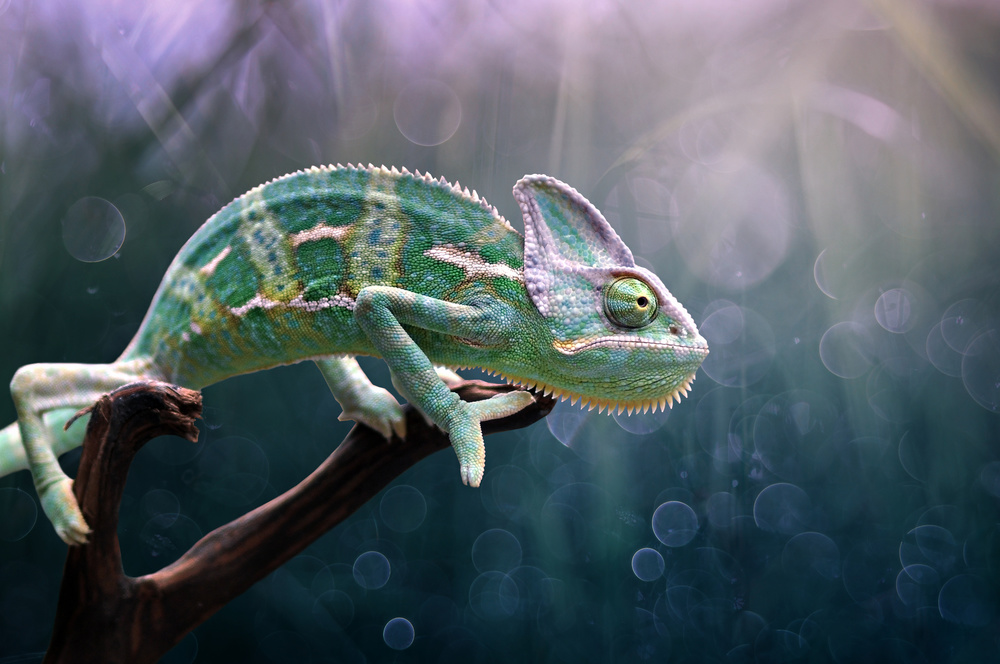 Chameleon from Edy Pamungkas
