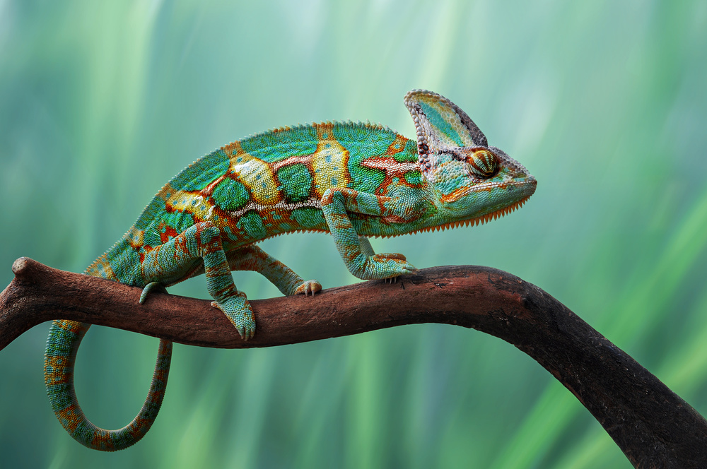 Chameleon from Edy Pamungkas