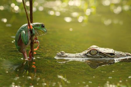 Frog and Crocodile