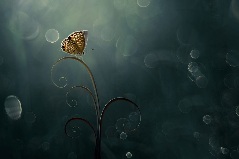 Butterfly in the Morning with Bokeh from Edy Pamungkas