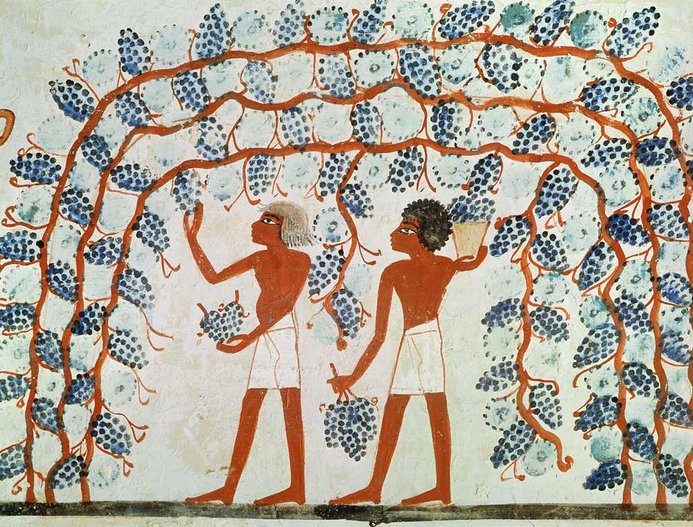 Picking grapes, from the Tomb of Nakht, New Kingdom from Egyptian