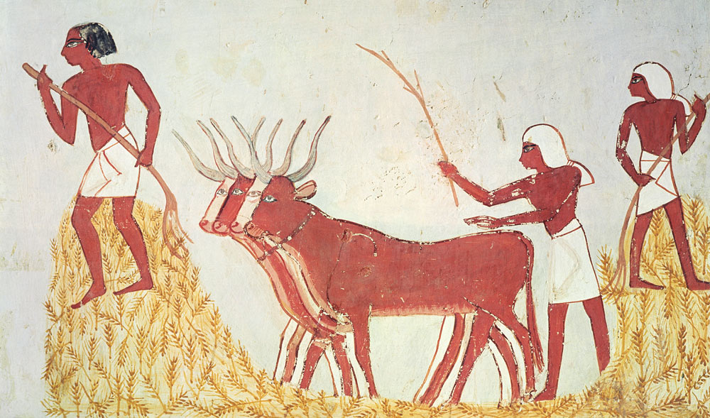 Using cows to trample wheat, from the Tomb of Menna, New Kingdom from Egyptian
