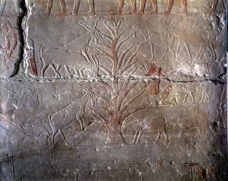 Goats eating a bush, relief from the Mastaba of Akhethotep at Saqqara, Old Kingdom from Egyptian