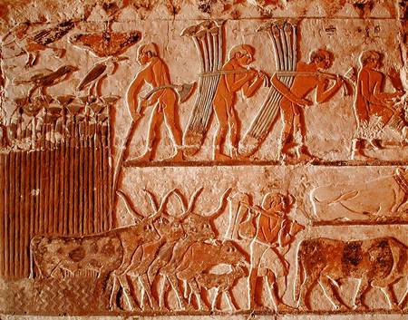 Harvesting papyrus and a group of cows, Old Kingdom from Egyptian