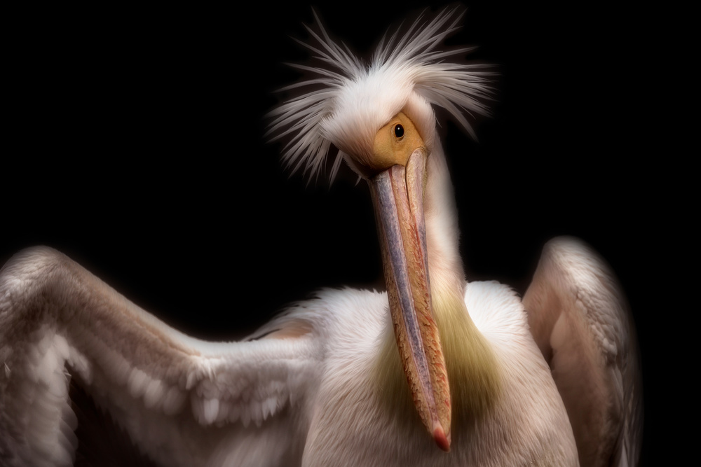 Pelicans portrait from Eiji Itoyama
