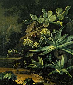 Cactuses and lizards from Elias van den Broeck