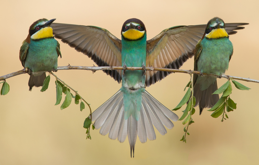 Bee-eaters trio from Eliran Sagie