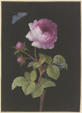 Rosa Rose (Rosa) mit sich einspinnender Raupe und Bläuling