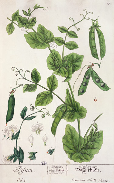 Pea, plate from 'Herbarium Blackwellianum' by the artist from Elizabeth Blackwell