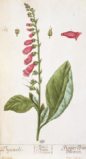 Digitalis purpurea, from 'Herbarium Blackwellianum'