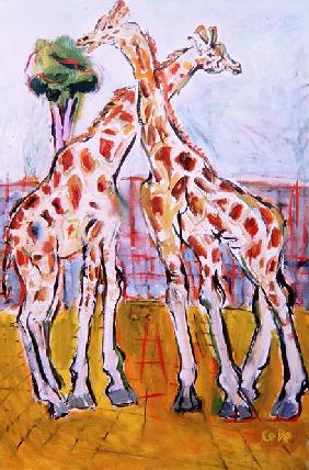 Giraffes in Dublin Zoo 