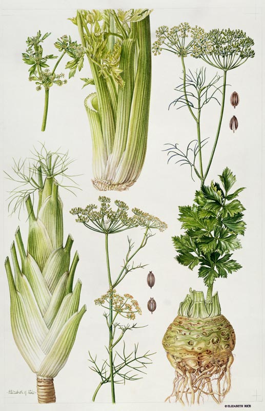 Celery, Fennel, Dill and Celeriac (w/c)  from Elizabeth  Rice