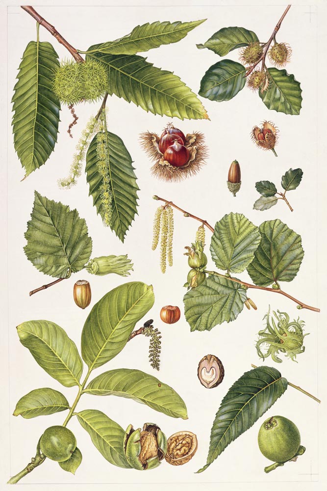 Walnut and other nut-bearing trees from Elizabeth  Rice