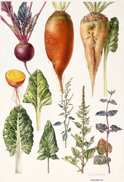 Beetroot and other vegetables (w/c)  from Elizabeth  Rice