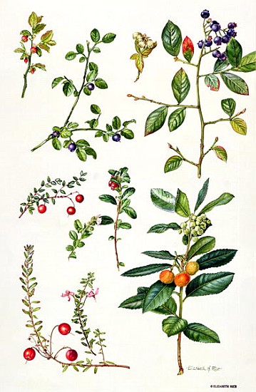 Cranberry and other berries (w/c)  from Elizabeth  Rice