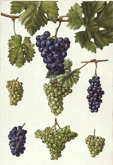 Grapes (w/c)  from Elizabeth  Rice