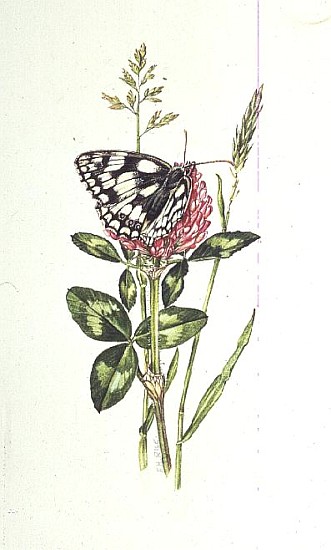 Marbled White Butterfly on Clover (w/c)  from Elizabeth  Rice