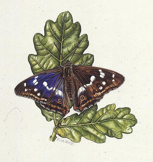 Purple Emperor Butterfly on Oak leaves (w/c)  from Elizabeth  Rice