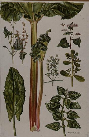 Rhubarb and other plants (w/c)  from Elizabeth  Rice